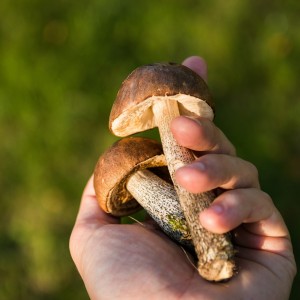 mushrooms-454170_1920
