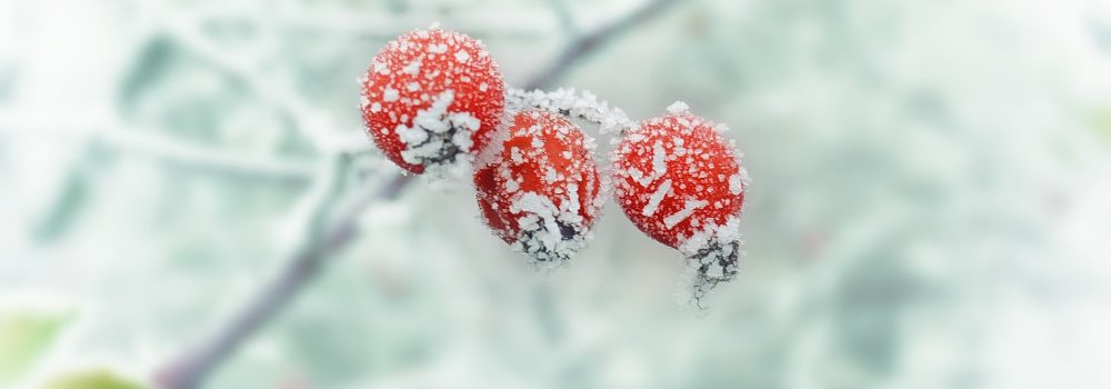 Le meilleur de l’hiver, nos 10 incontournables